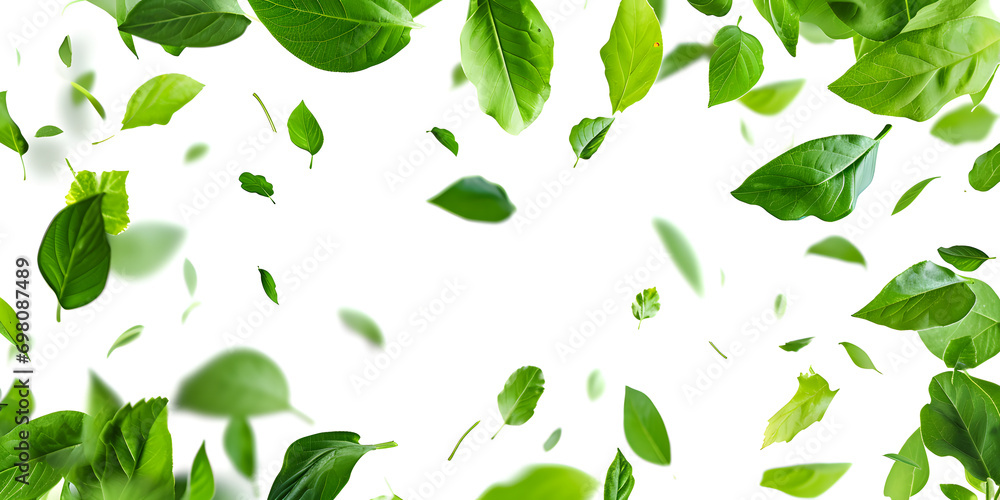 green leaves on a white background green leaves on a white background
