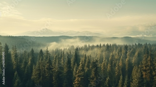 Foggy landscape with a dense spruce forest. Nostalgic and atmospheric scene