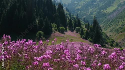 Beautiful flower fields in mountains in a clearing near the forest Thickets of fireweed or Ivan Chai plants glow in the sun