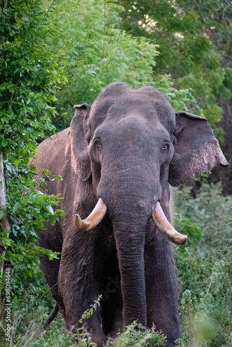 Принти на полотні Adult Asian tusker or Asiatic elephant (Elephas maximus)