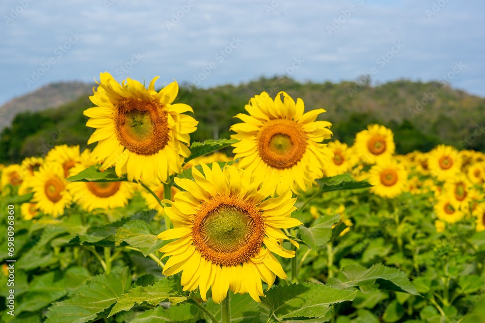 Sunflower in flower garden on hill of countryside 