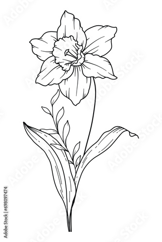 Narcissus Line Art. Narcissus outline Illustration. December Birth Month Flower. Narcissus outline isolated on white. Hand painted line art botanical illustration.