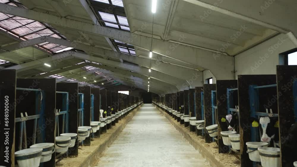 cattle breeding of cows and calves. calves live on the farm. organic