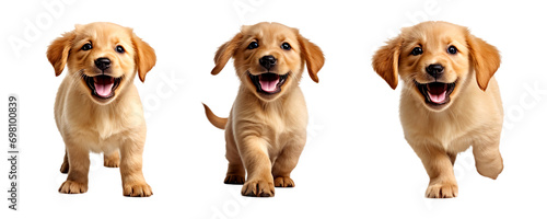 Group of Baby golden labrador retriever, isolated on transparent or white background
