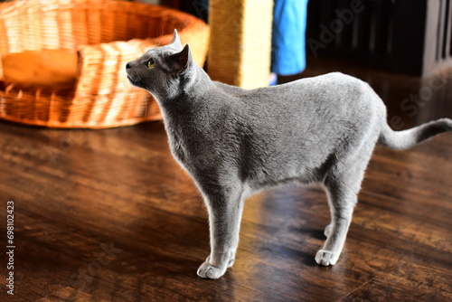 猫カフェに居たロシアンブルー