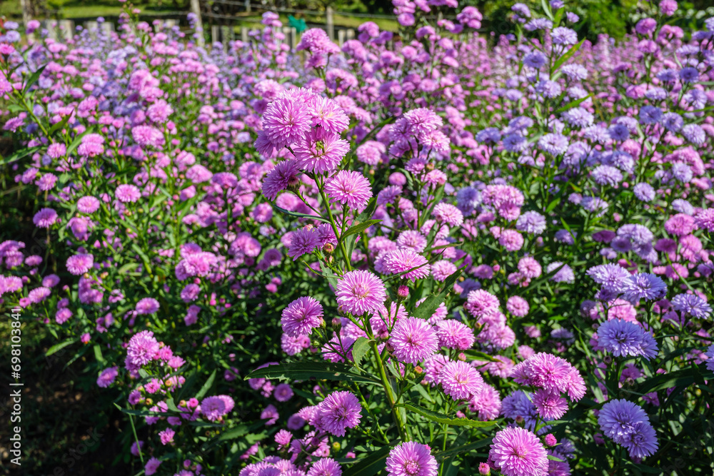 Beautiful flowers in winter outdoors on nature background Beautiful flowers in winter outdoors on nature background