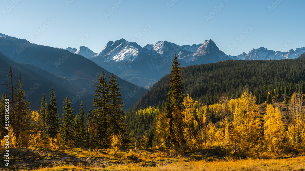 Beautiful Sweeping Colorado Autumn Vista. Yellow Aspen Trees, Green Pines, and Snow Capped Mountains in Background Under Bright Blue Sky