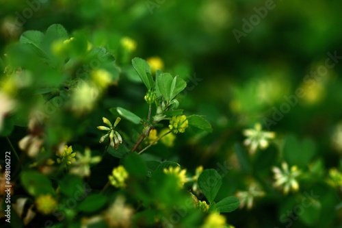 ネコハギのマクロ撮影