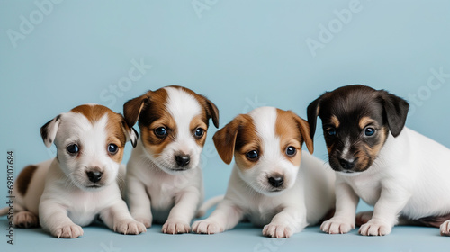 Incredibly Cute Group of Little Jack Russell Puppies Against a Blueish Background: Studio Shot Ideal for Wallpaper, Banner, or Backdrop