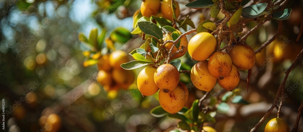 Argan fruit in Isk n Mansour park on road between Essaouira and Agadir, Africa.