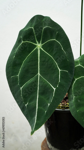 Anthurium forgetii photo