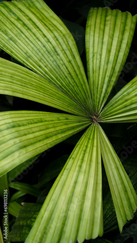licuala palm leaves