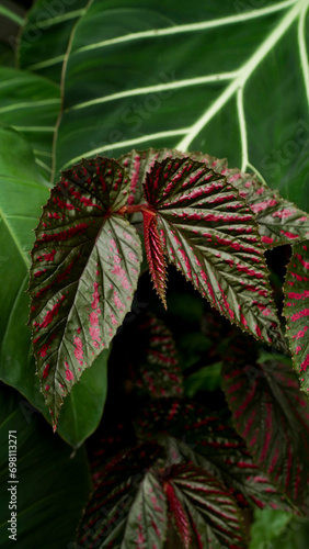 Begonia brevirimosa photo