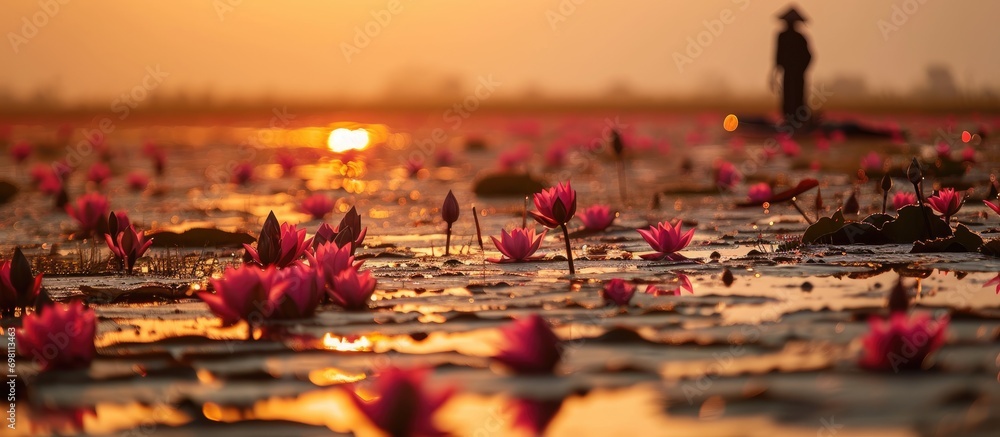 Morning sea of red lotus in Thailand's Udon Thani.