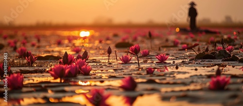Morning sea of red lotus in Thailand's Udon Thani. photo
