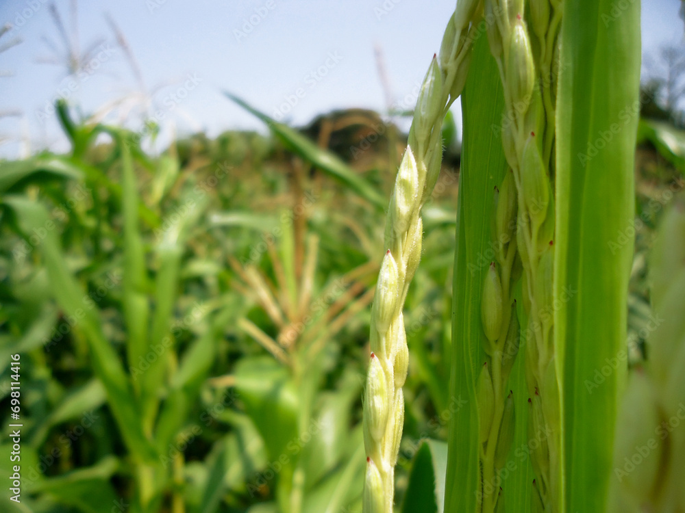 Fototapeta premium corn plantation field background.