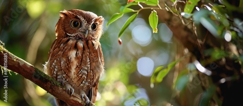 The Southern Boobook is a small Australian owl that lives in the night and is found in mainland Australia, New Guinea, Timor, and the Sunda Islands. photo