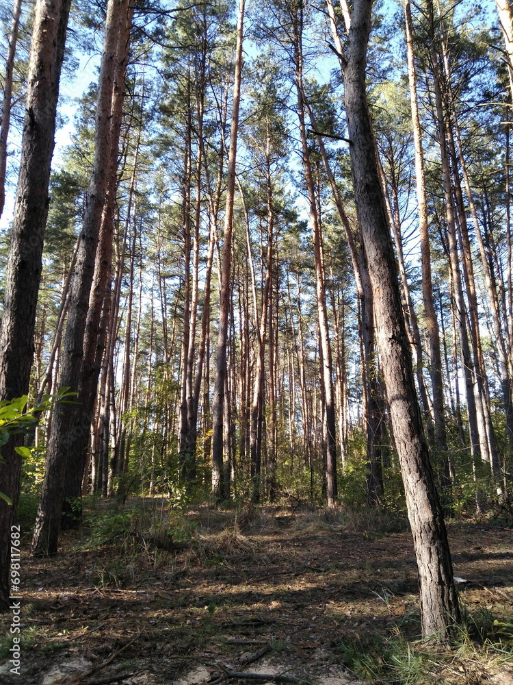 Pine forest. Tall tree trunks. Light and shadow. Bushes and grass. Pine forest. Tall tree trunks. Light and shadow. Bushes and grass.