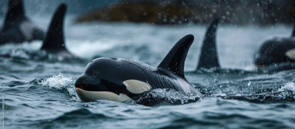 Obraz premium A young orca calf emerges, encircled by its kin.