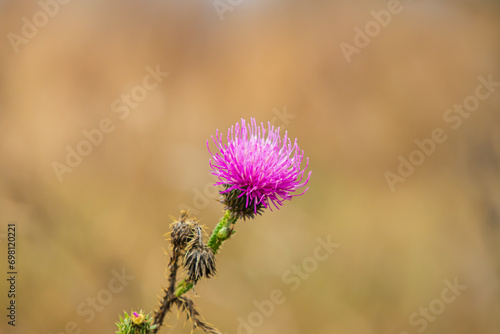 Pink Carduus wildflower with rings on the stem. Close-up of a flower on a blurred background. This plant is commonly known as plumeless thistles