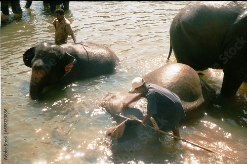 Pinnawala Elephant Orphanage photo