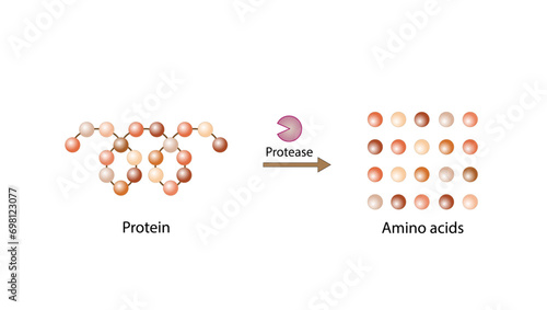 Protein Digestion. Proteases Enzymes (proteinases and peptidases) are digesting the protein into small peptide chains then into single amino acids, to be absorbed into the blood stream. Vector design.