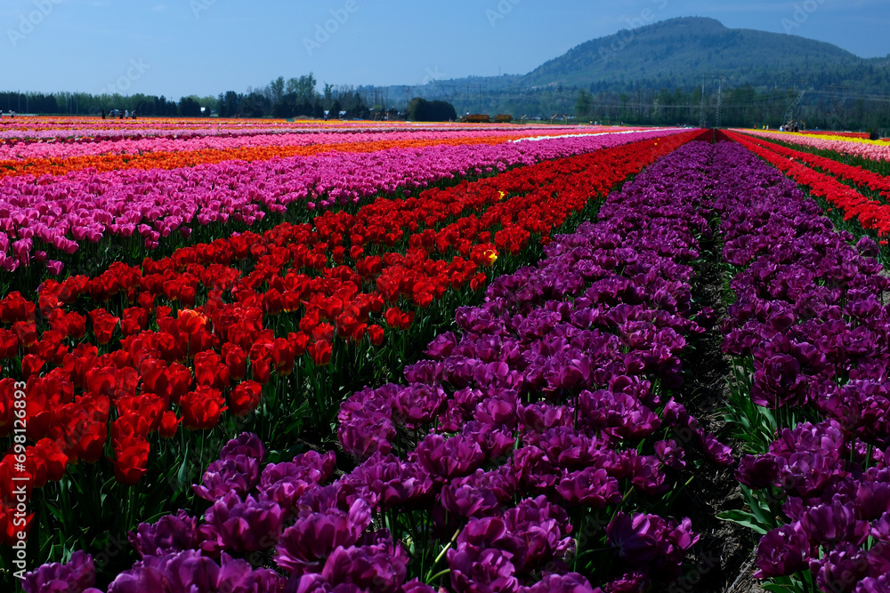 Beautiful and colorful Washington State tulip fields after a big rain in spring, rainbow of flowers, farmhouse and mountains in background