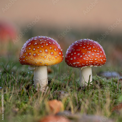 closeup of 2 fly agarics in warm colors, the fungi are very poisonous