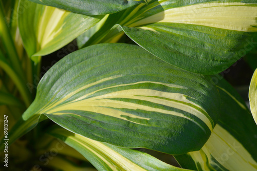 Plantain lily Color Festival leaves