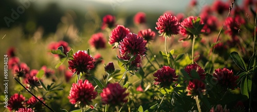 Red Clover in Bloom Photograph photo