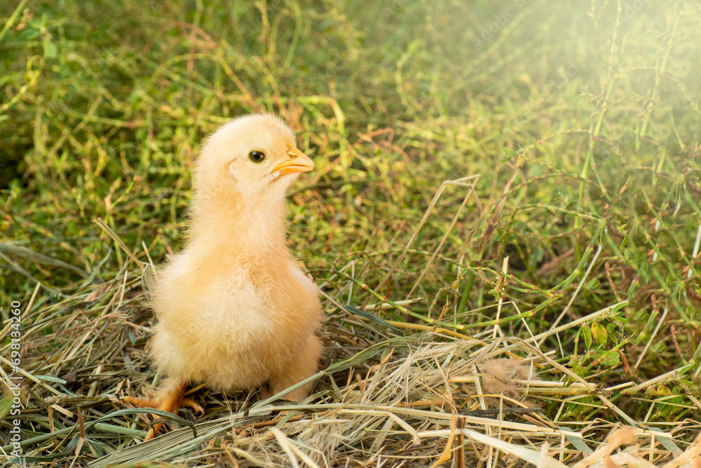 A yellow chicken looks at the camera.