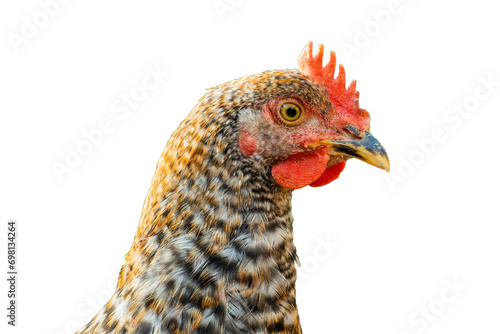 Chicken isolated on transparent background.