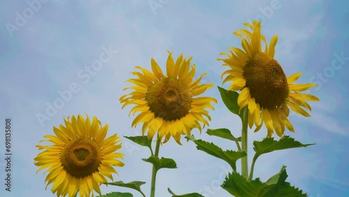 Sunflower in garden field on hill of countryside
