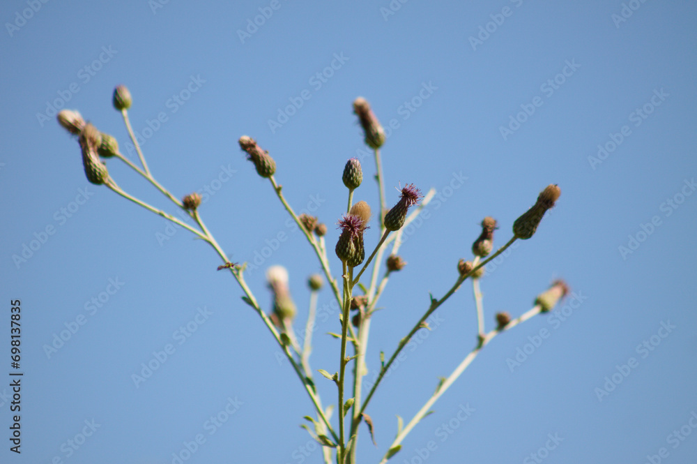 Closeup of creeping thistle buds with blue sky on background Closeup of creeping thistle buds with blue sky on background