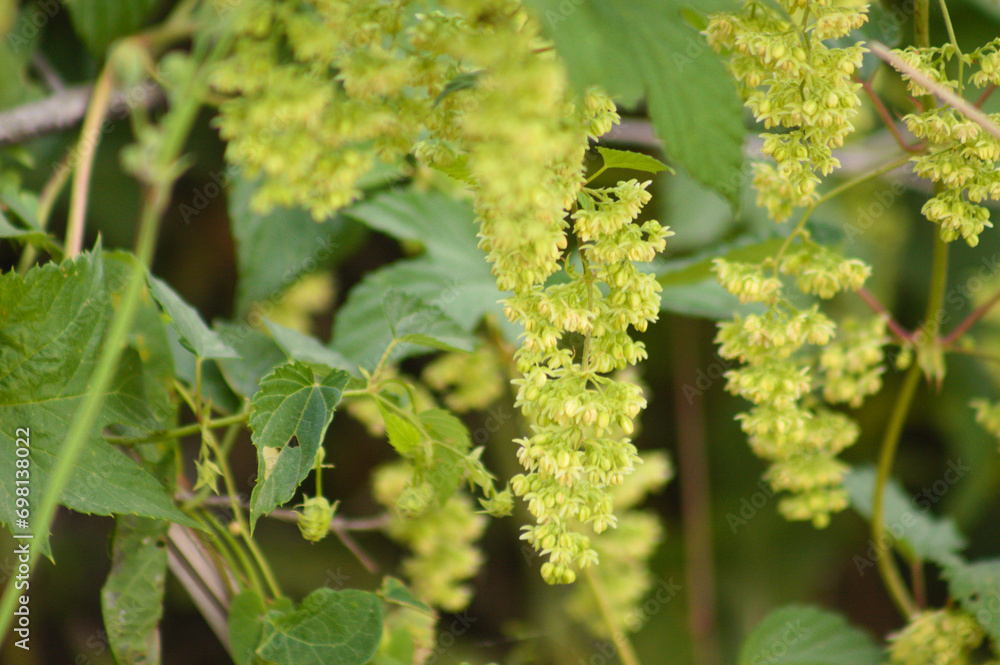 Closeup of common hop inflorescence with selective focus on foreground Closeup of common hop inflorescence with selective focus on foreground