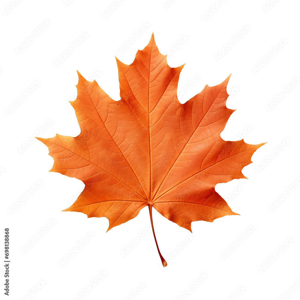 Obraz premium orange maple leaf