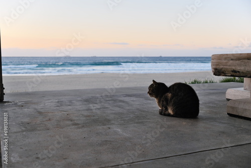 多々戸浜の野良猫　静岡県下田市　Stray cat at Tatado Beach Shimoda City, Shizuoka Pref.