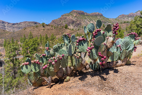 Prickly pear plant in the mountains of Gran Canaria