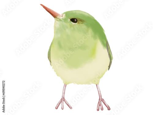 うぐいす（水彩画）