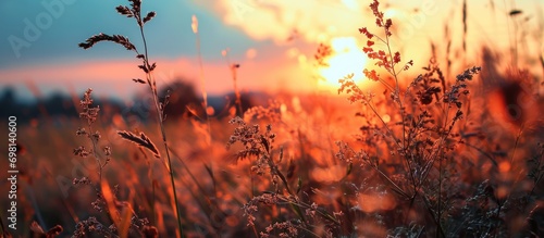 Sunset background with Poaceae flowers in the evening.