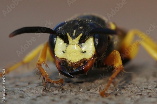 Fierceful facial closed up on the European beewolf, Philanthus triangulum a predator on honeybees photo