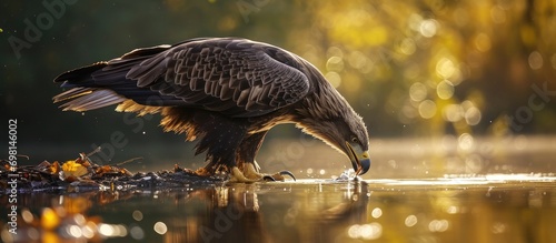 White-tailed Eagle foraging in Dutch pool. photo