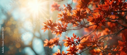 Colorful spring background with sunny day and red leaves on a maple tree branch. photo