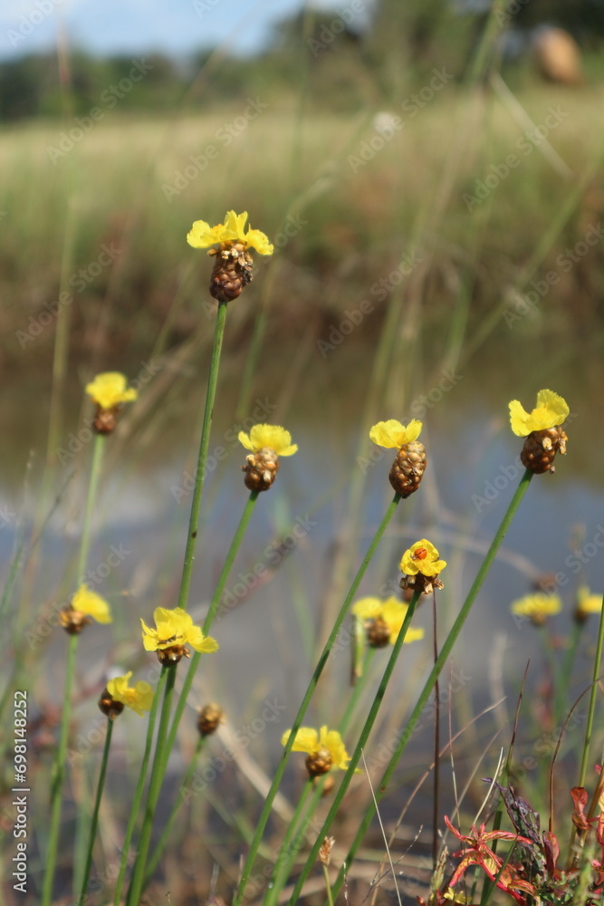 field of flowers