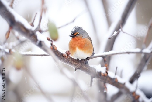 robin fluffing feathers on frosty tree limb © stickerside