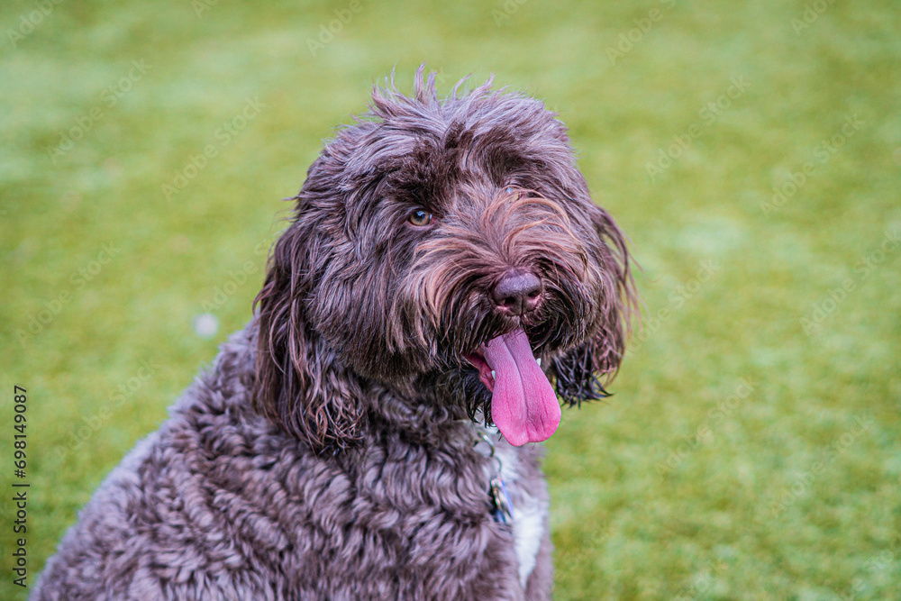 Beautiful Chocolate Labradoodle Dog Beautiful Chocolate Labradoodle Dog