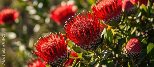 Bright red Pincushion Protea flowers blooming in full sunlight in Worcester, Western Cape, South Africa. photo