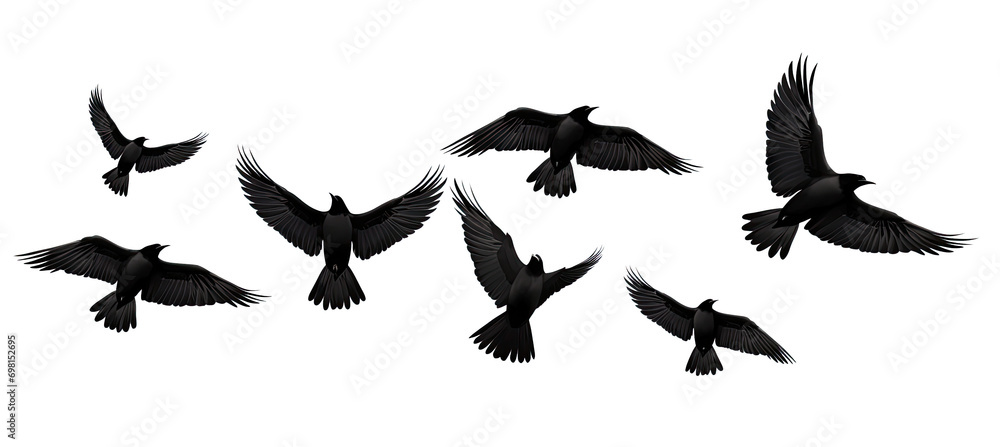 black birds Flying. Isolated on transparent background