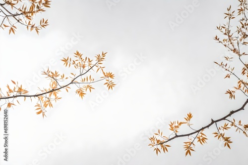 leaves branches isolated on white