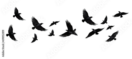 black birds Flying. Isolated on transparent background